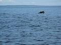 Baleines 028